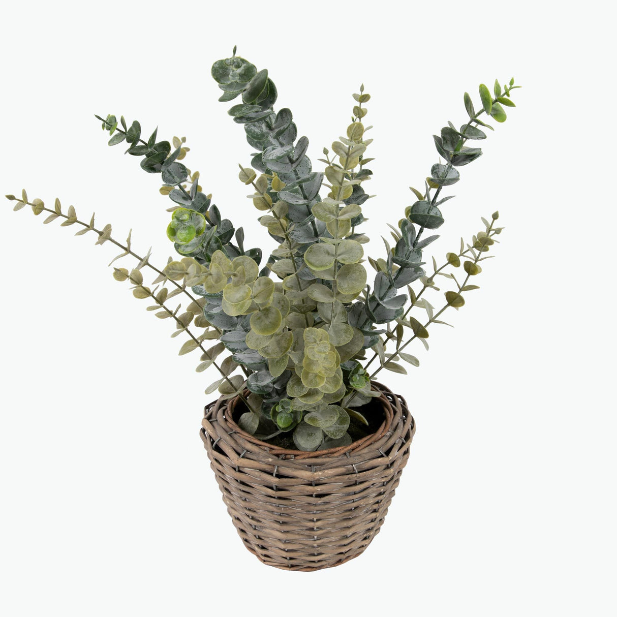 Flora Eukalyptus 50 cm