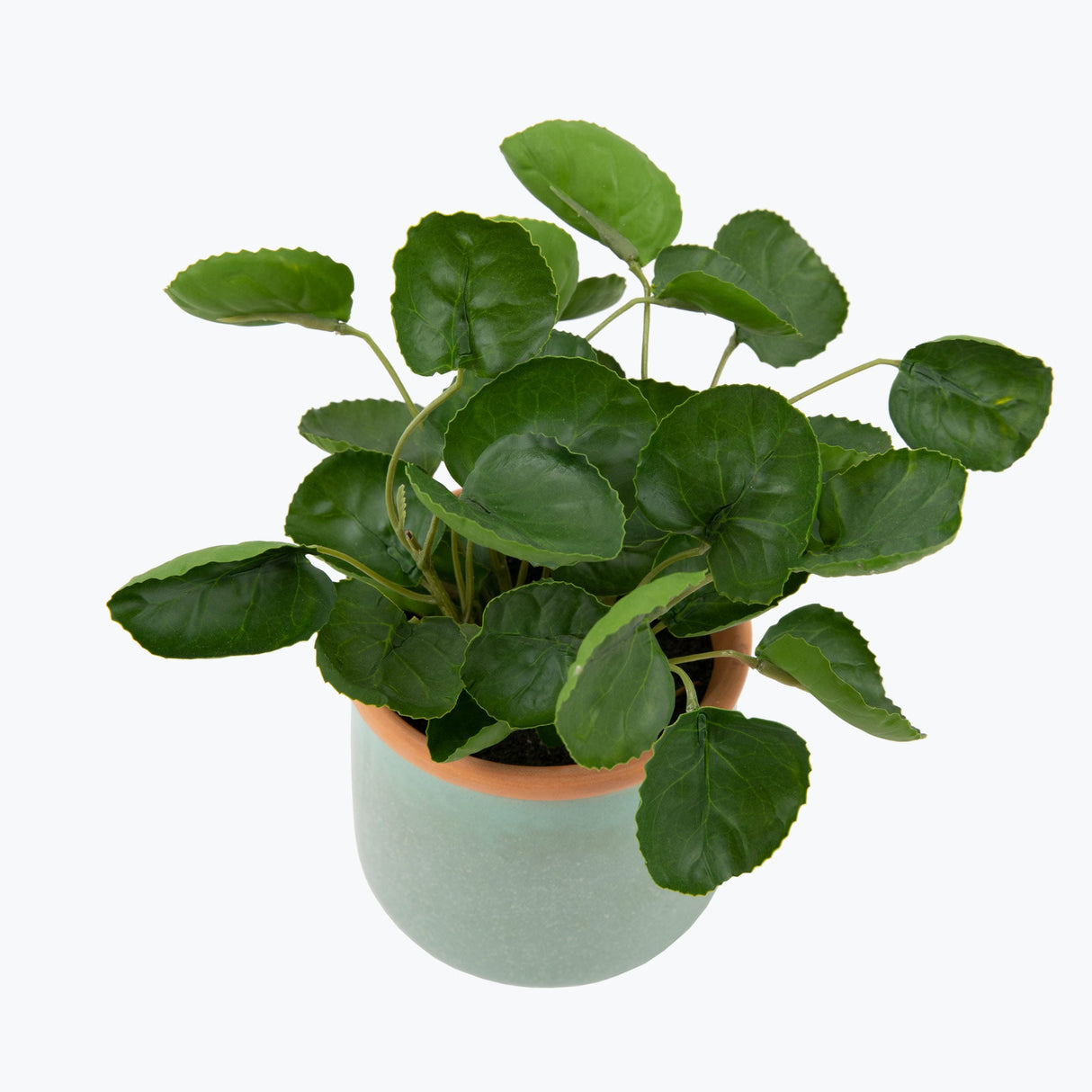 Flora Piilea