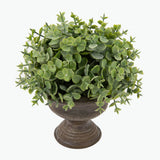 Flora Eukalyptus 20 cm
