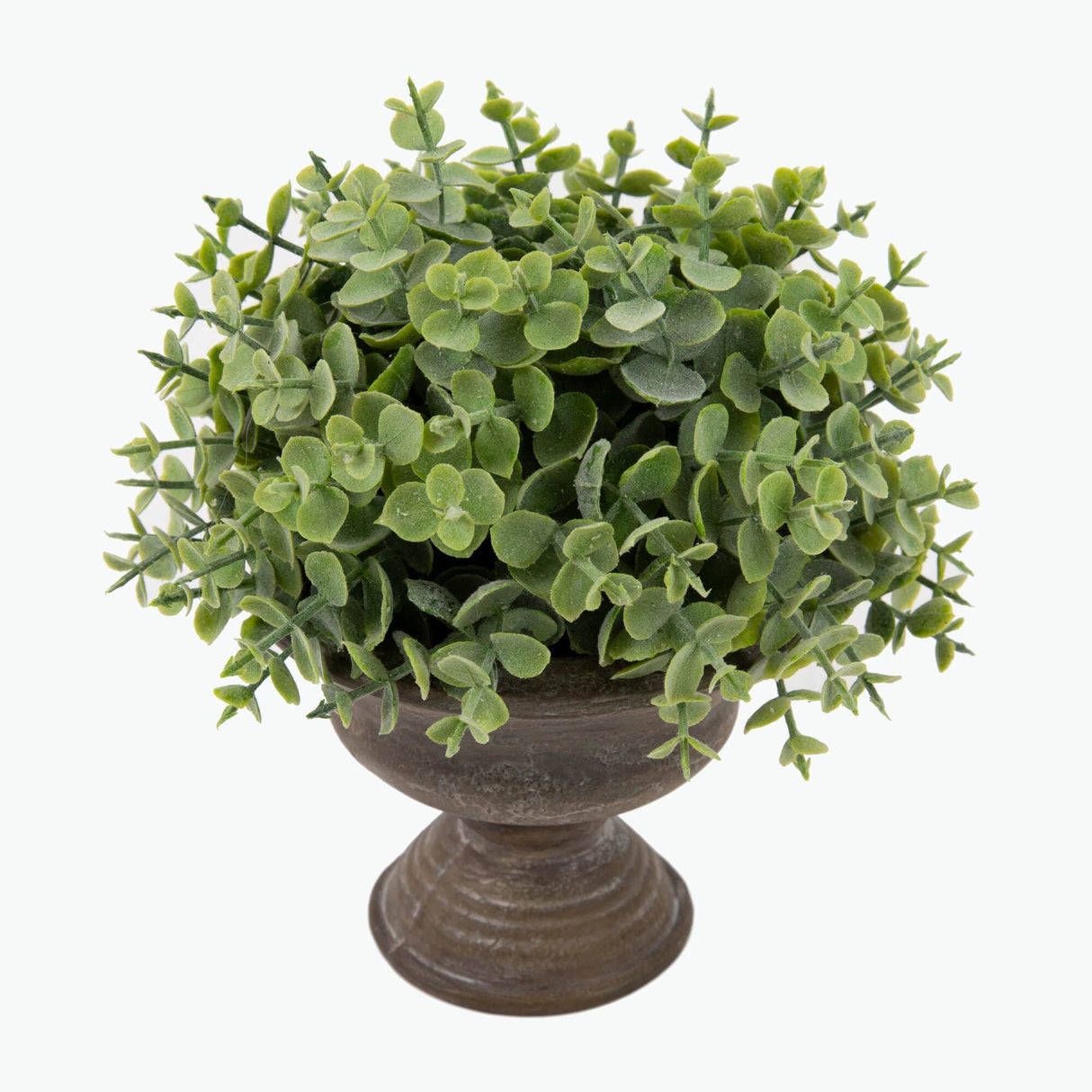 Flora Eukalyptus 20 cm