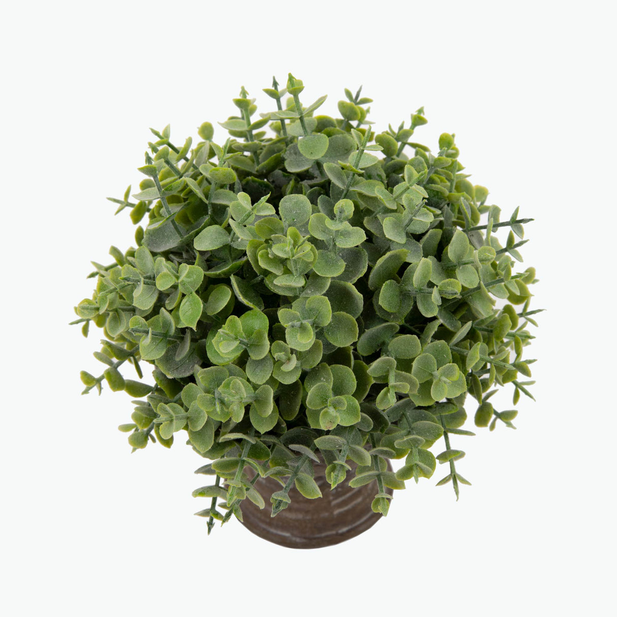 Flora Eukalyptus 20 cm