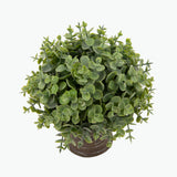 Flora Eukalyptus 20 cm