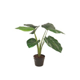 Flora Kultaköynnös 60 cm