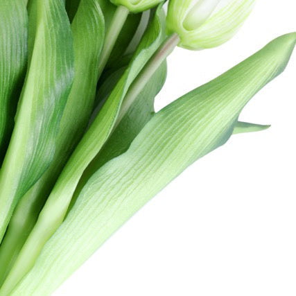Tulppaani tulppaanit valkoinen 33 cm 7 kpl