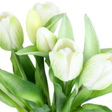Tulppaani tulppaanit valkoinen 33 cm 7 kpl