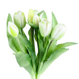 Tulppaani tulppaanit valkoinen 33 cm 7 kpl