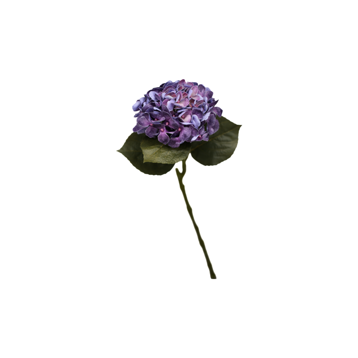 Hortensia sininen 62 cm