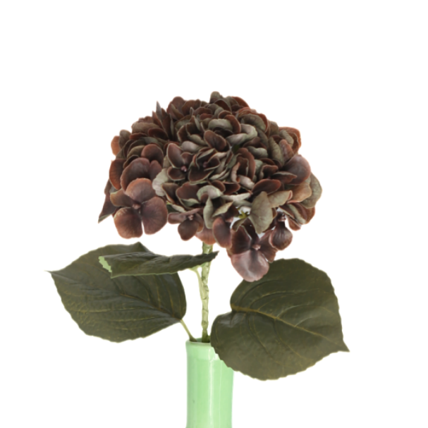 Hortensia ruskea 62 cm