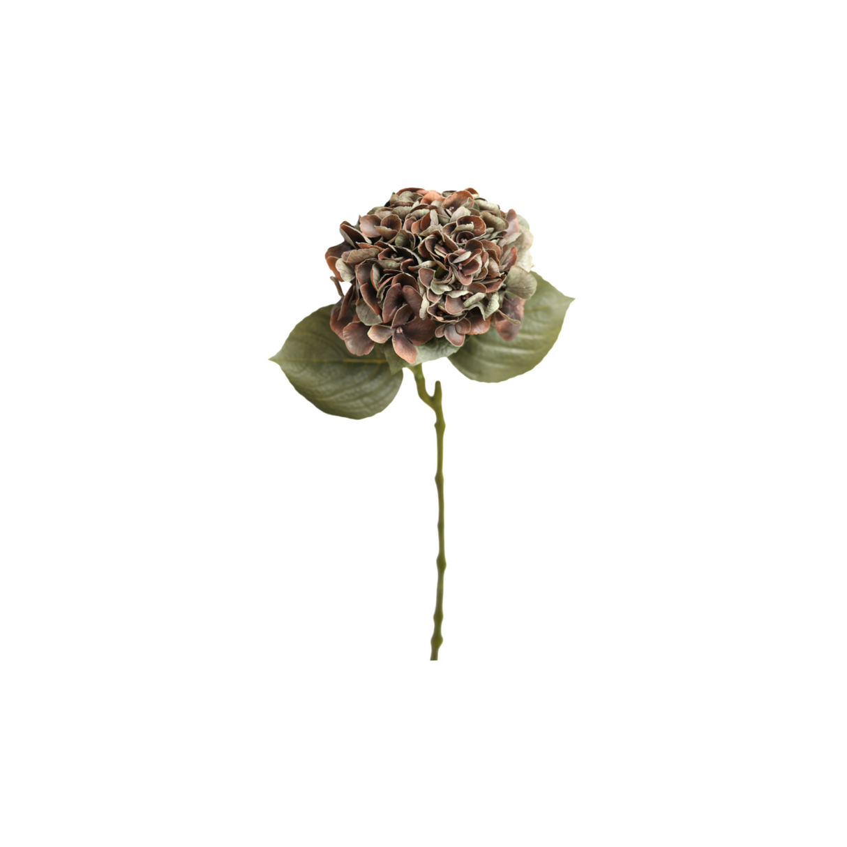 Hortensia ruskea 62 cm