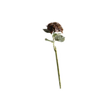 Hortensia ruskea 62 cm