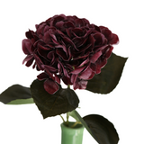 Hortensia viininpunainen 62 cm