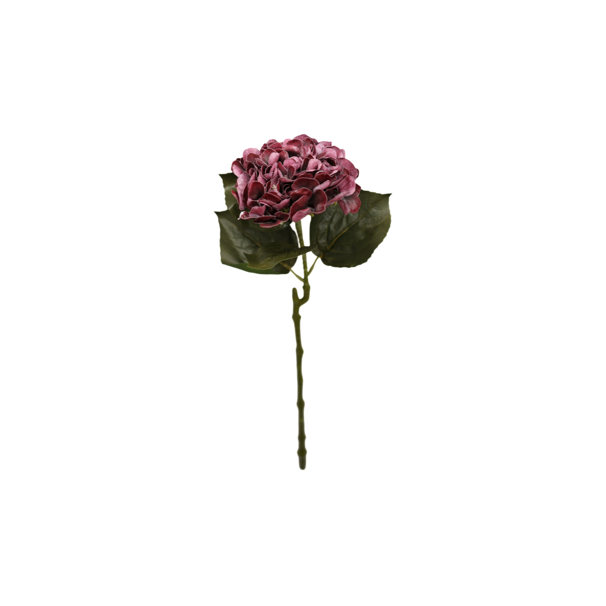 Hortensia viininpunainen 62 cm
