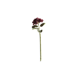 Hortensia viininpunainen 62 cm