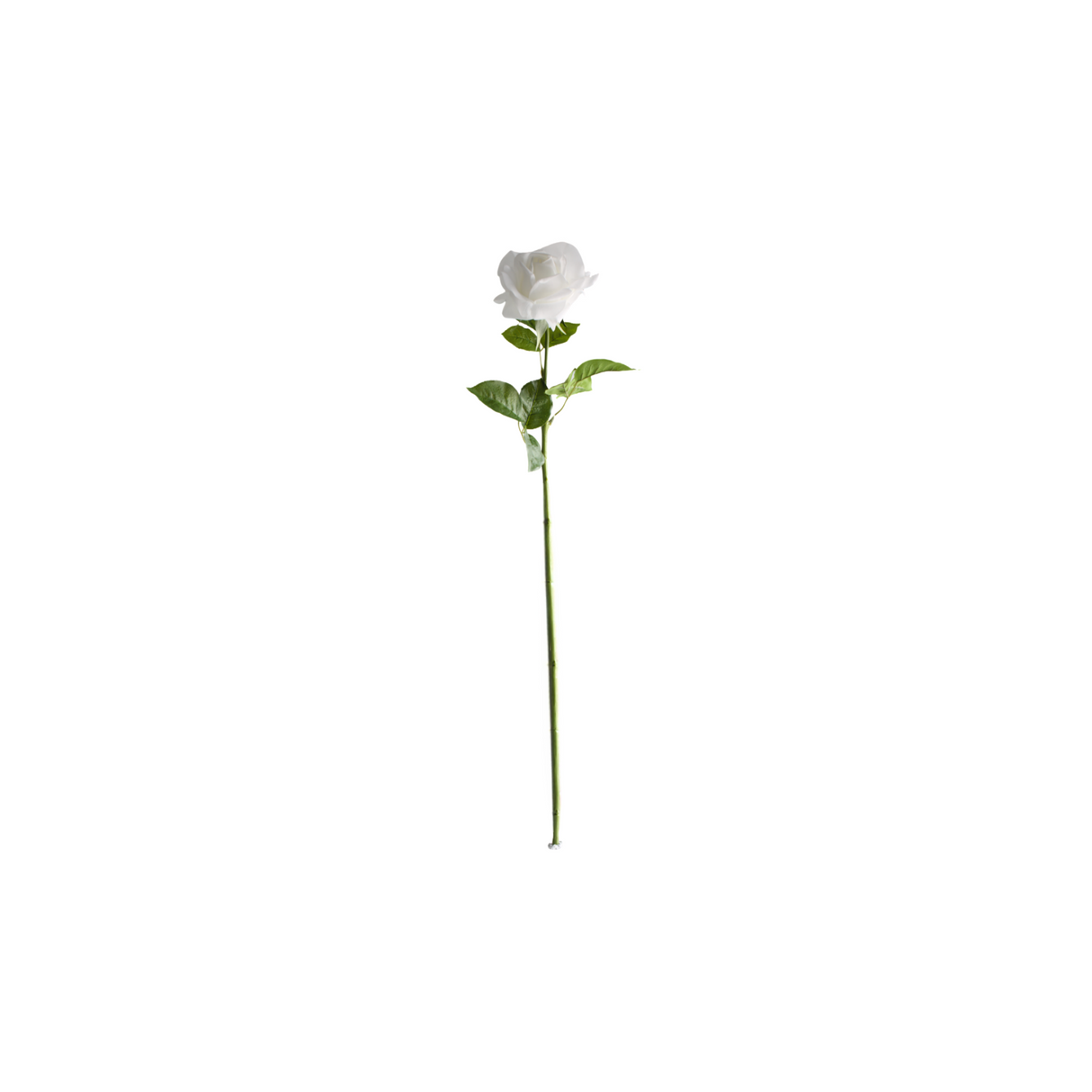 Rose valkoinen 64 cm