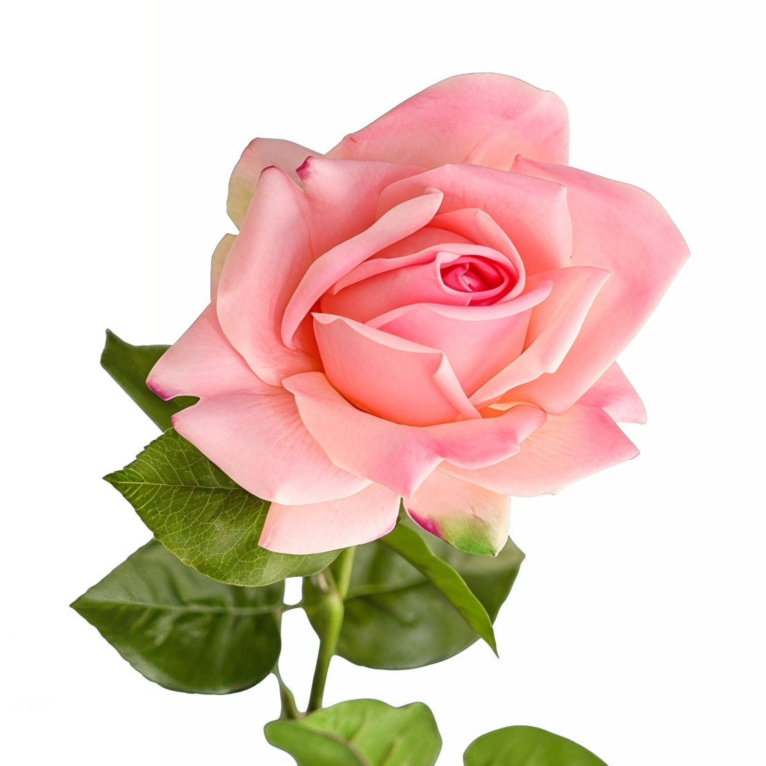 Rose roosa 64 cm