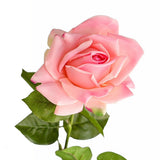 Rose roosa 64 cm