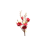 Magnolia viininpunainen 106 cm