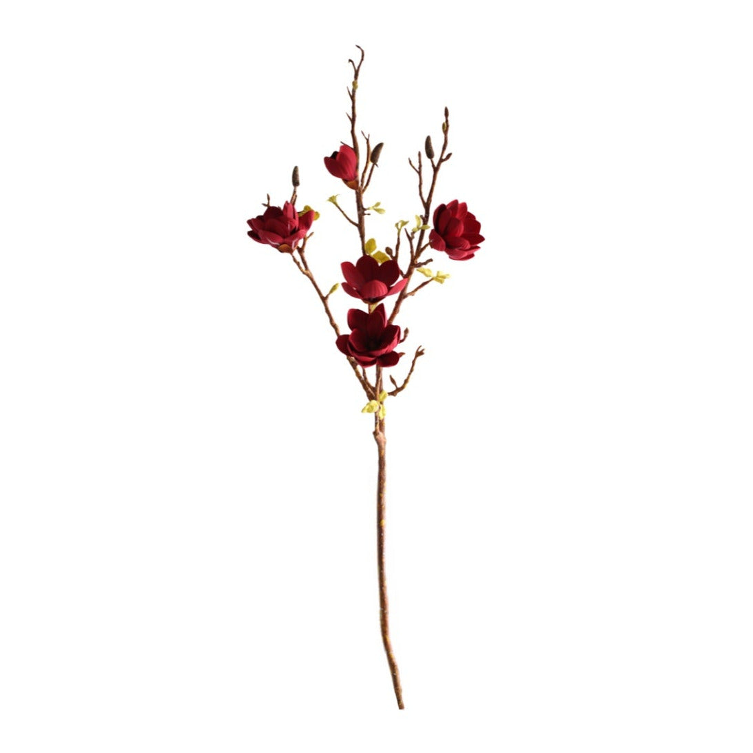 Magnolia viininpunainen 106 cm