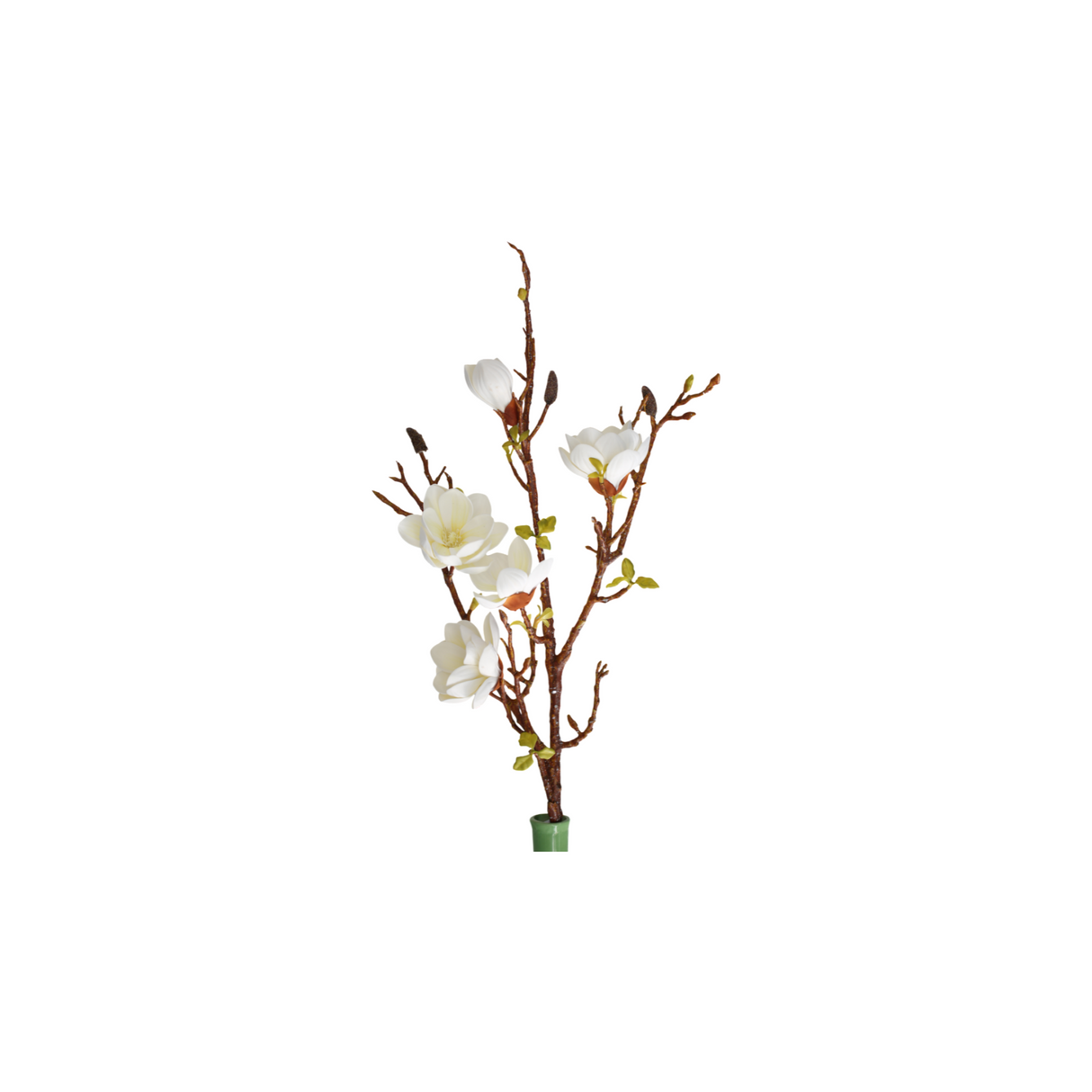 Magnolia valkoinen 106 cm