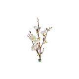 Magnolia valkoinen 106 cm
