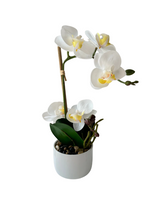 Orkidea valkoinen 30 cm