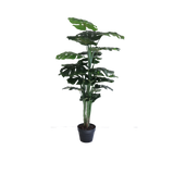 Flora Peikonlehti 120 cm