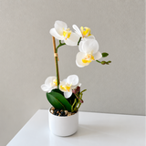Orkidea valkoinen 30 cm