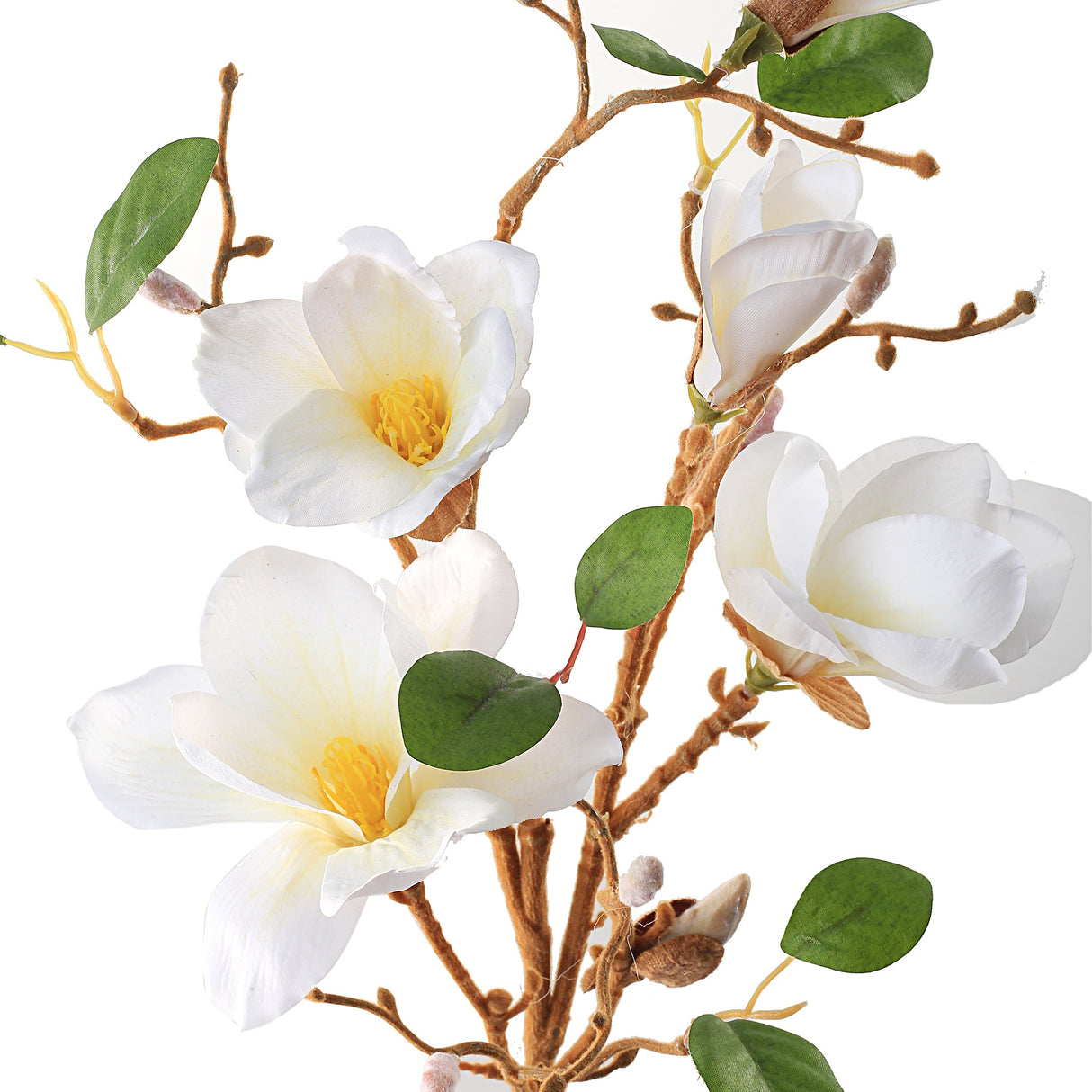Magnolian oksa valkoinen