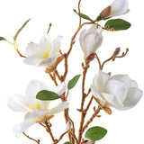 Magnolian oksa valkoinen