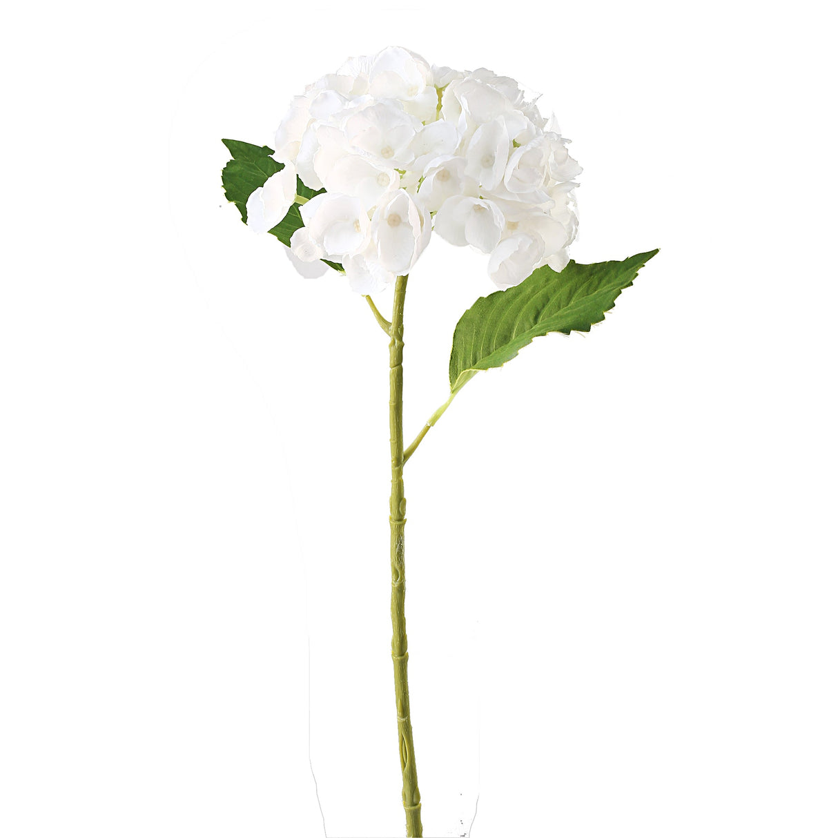 Hortensia valkoinen 3 kpl