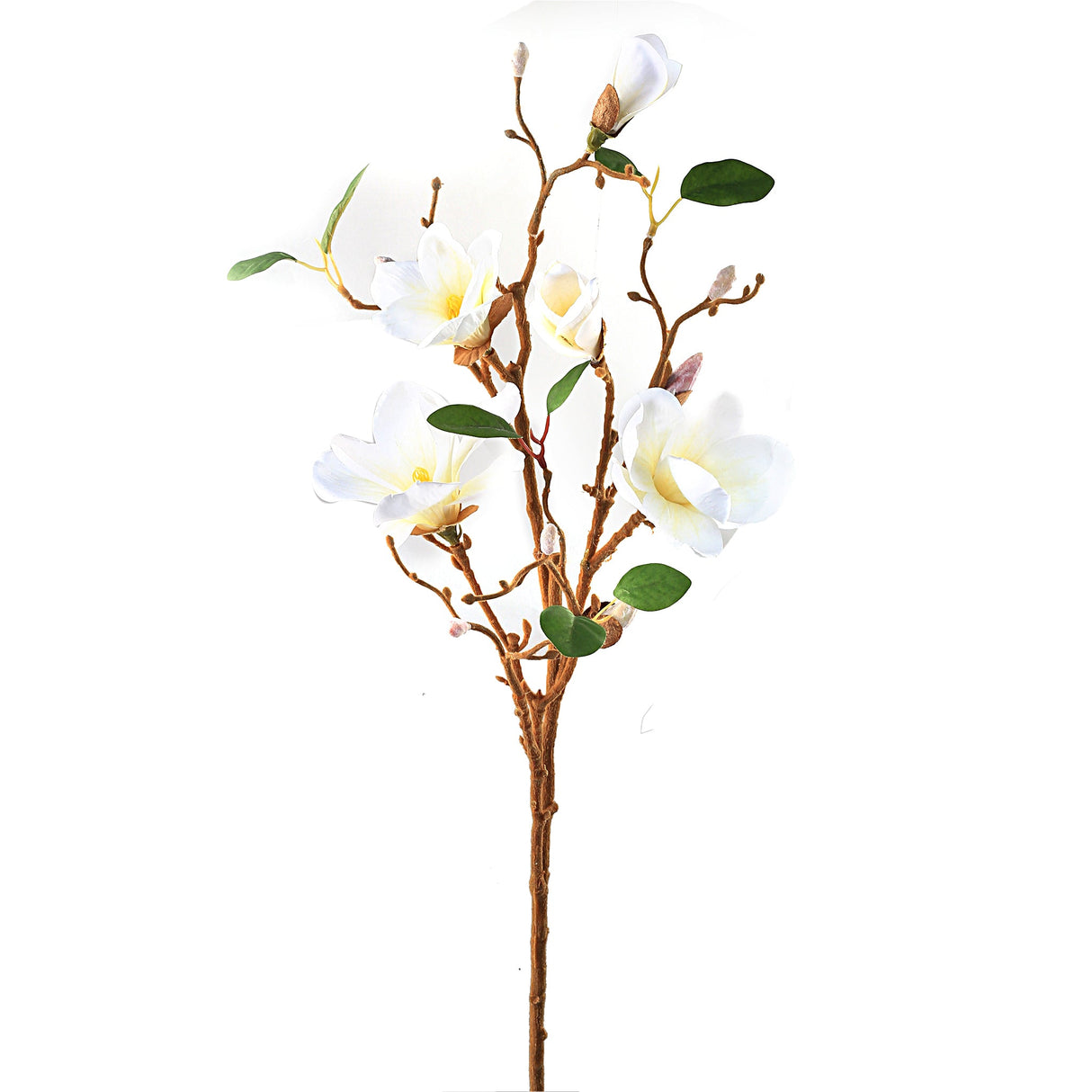 Magnolian oksa valkoinen