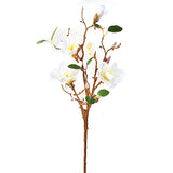 Magnolian oksa valkoinen