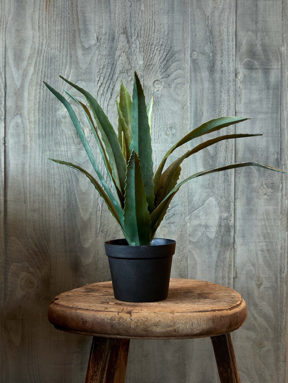 Flora Aloe Vera