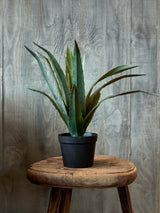 Flora Aloe Vera