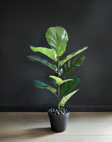 Flora Lyyraviikuna 50 cm