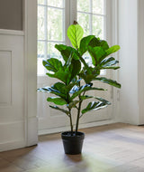 Flora Lyyraviikuna 100 cm