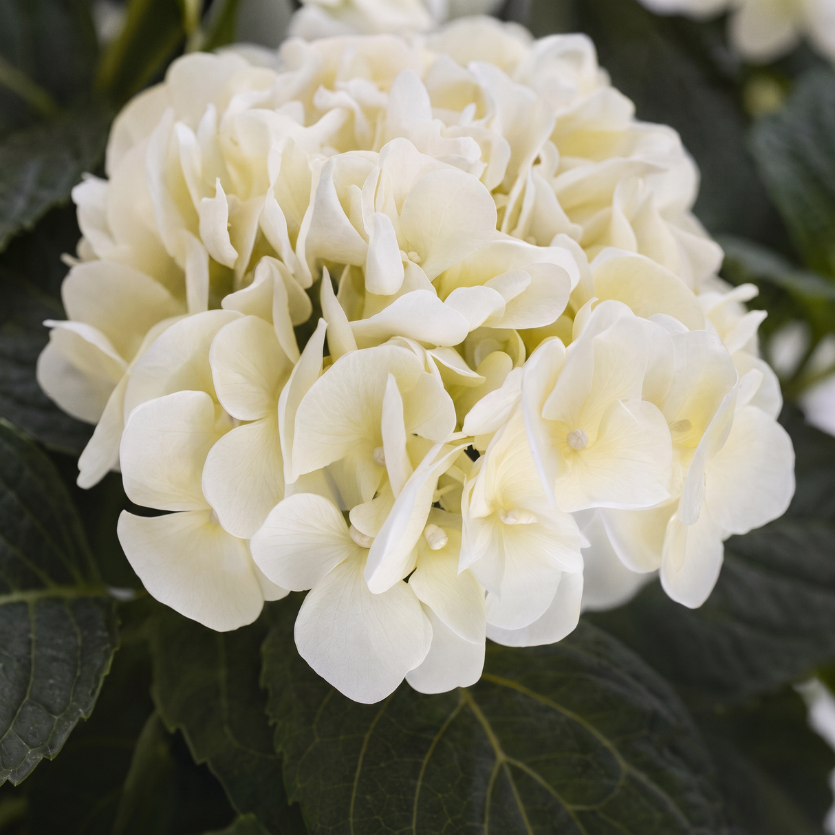 Hortensia valkoinen 62 cm