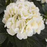 Hortensia valkoinen 62 cm