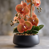 Orkidea ruskea/viininpunainen 47 cm