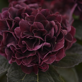 Hortensia viininpunainen 62 cm